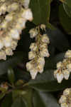 Mountain fetterbush